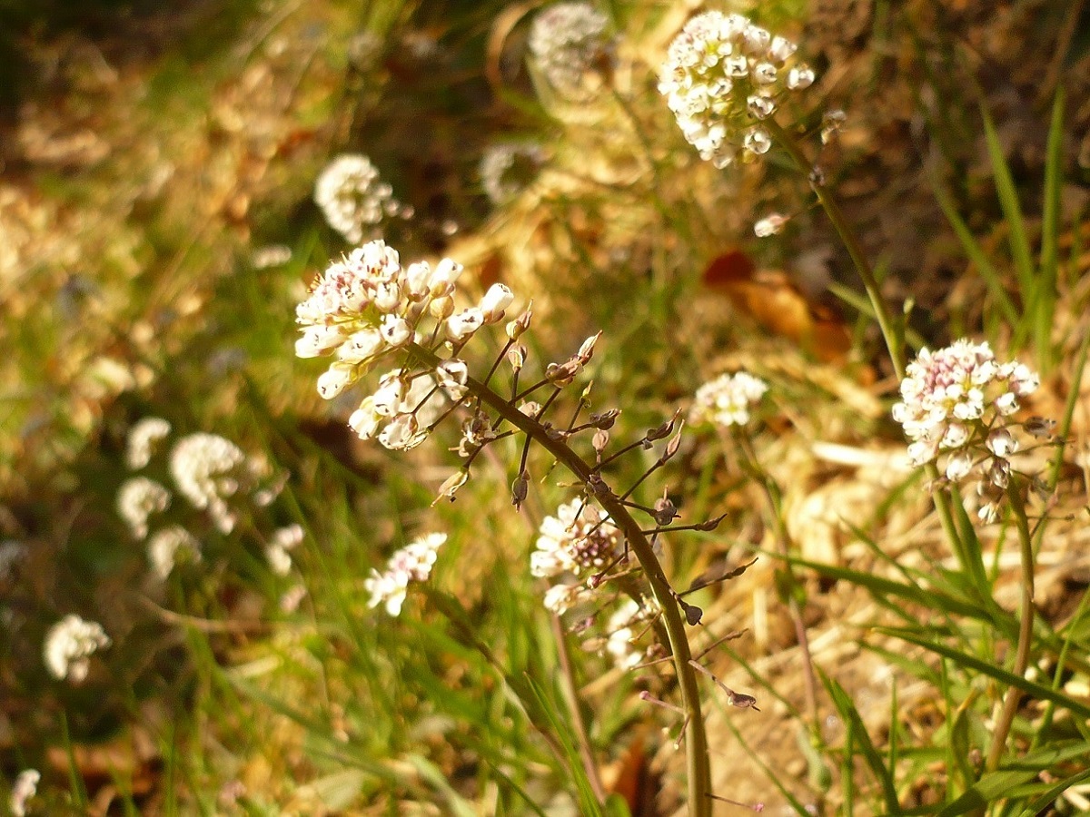 Noccaea caerulescens subsp. caerulescens (Brassicaceae)